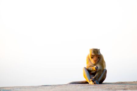 Monkey in Bangkok, Thailand. Thailand is known as a country with a smile.の写真素材