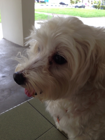 Maltese dog