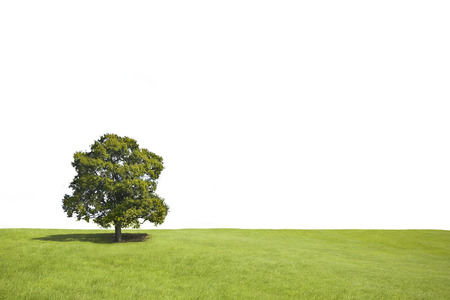 Lonely tree with shadow in a grass field and white background