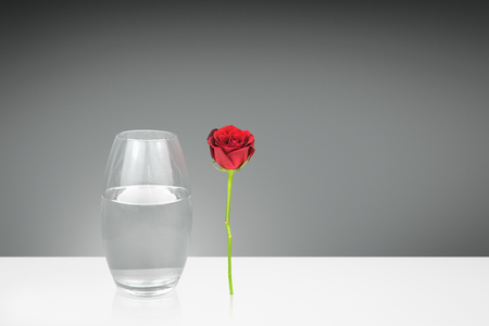 Single red rose next to a glass vaseの写真素材