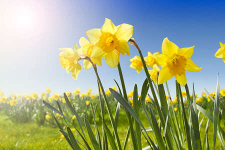 Yellow Daffodils flowers on sunny spring dayの写真素材