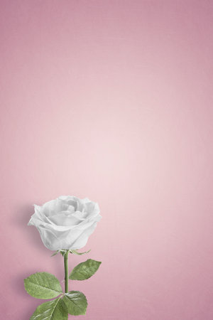 Single White rose on a plain background with copy spaceの写真素材