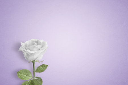 Single White rose on a plain background with copy spaceの写真素材
