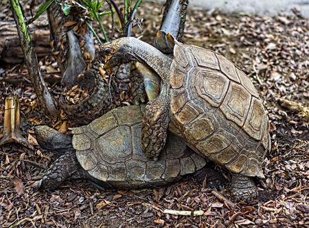 Two tortoises matingの写真素材
