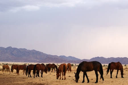 horses grazingの写真素材