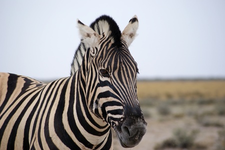 close up of zebraの写真素材