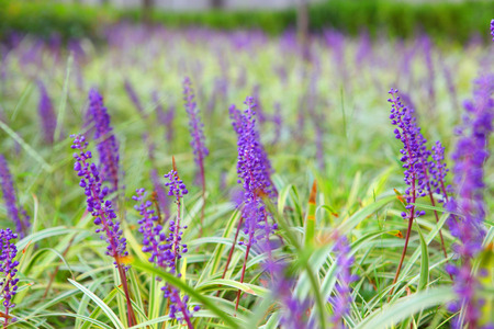 Lavenderの写真素材