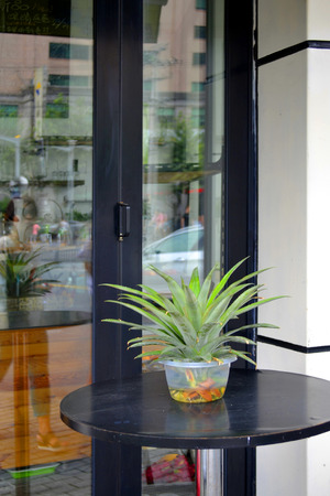 Aloe veraの写真素材