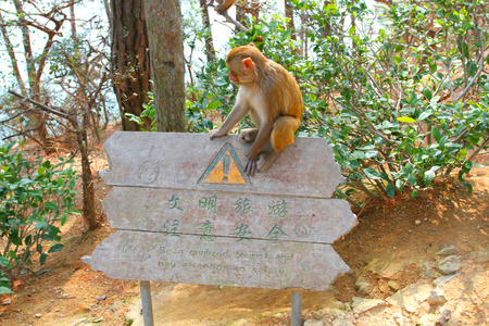 Monkeyの写真素材