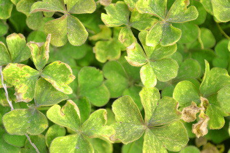 Clovers