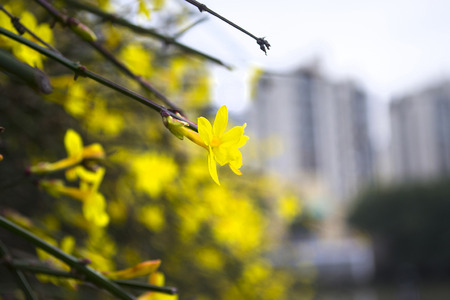 close up of yellow flowersの写真素材