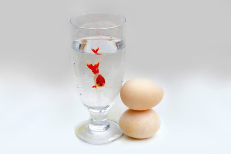 Goldfish, eggsの写真素材