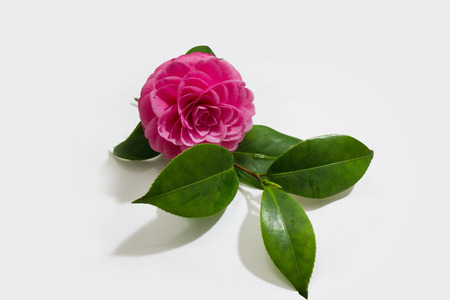 close up of flowerの写真素材