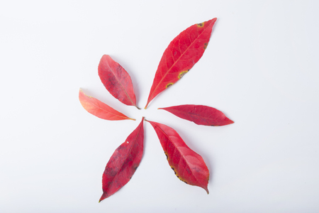 Autumn leavesの写真素材