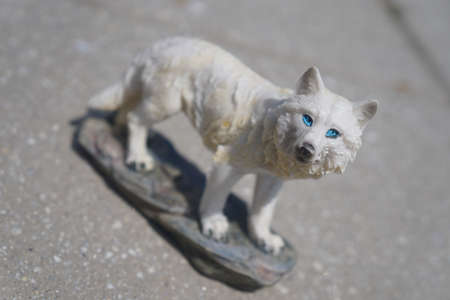 White Alpha Wolf Maleの写真素材