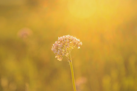 Grass flower in meadow at sunset time. Nature background.