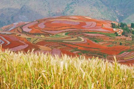 Farmlandの写真素材