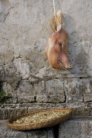 Pigの写真素材