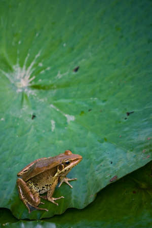 Lotus   Frogの写真素材