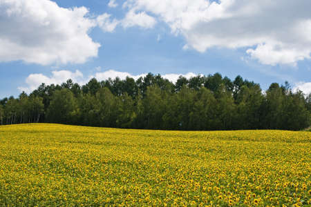 Sunflowersの写真素材