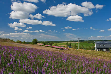 Flower Fieldの写真素材