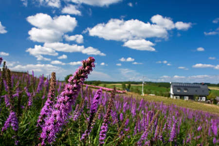 Flower Fieldの写真素材