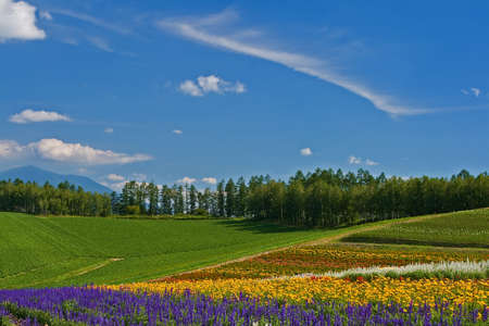 Flower Fieldの写真素材