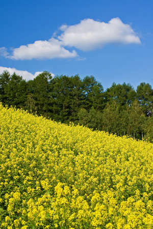 Flower Fieldの写真素材