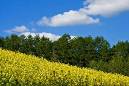 Flower Fieldの写真素材