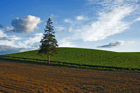 Lonely Tree