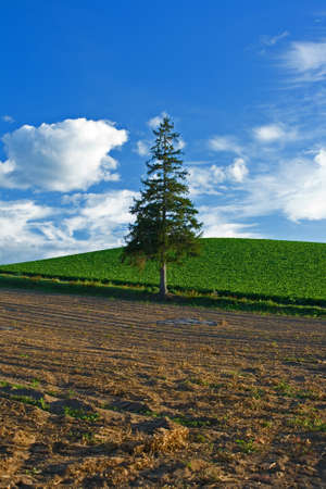 Lonely Treeの写真素材