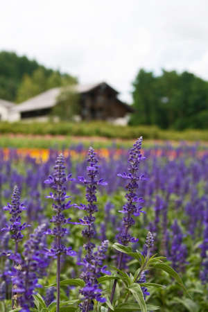 Lavender
