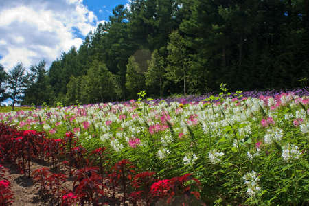 Flower Fieldの写真素材