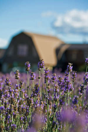 Lavenderの写真素材