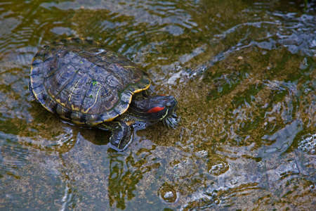 Tortoiseの写真素材