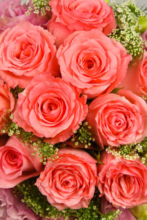 Roseの写真素材