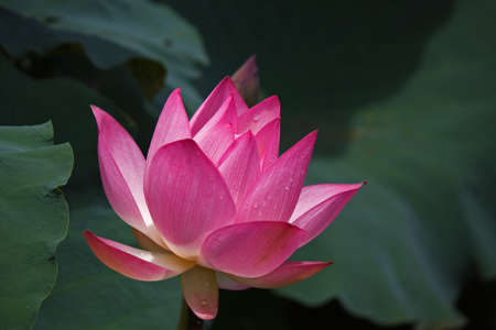 Lotus flowerの写真素材
