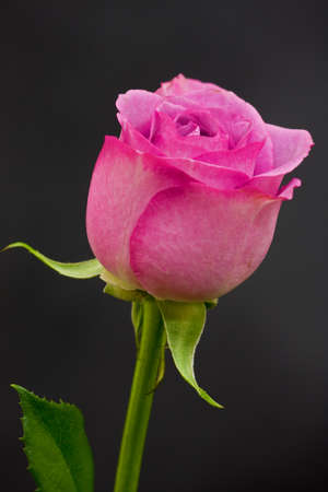 Roseの写真素材