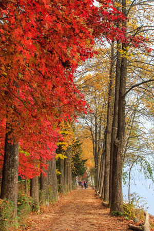 Bright autumn leaves of a maple