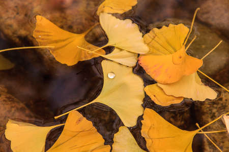 Ginkgo tree branch with yellow leavesの写真素材
