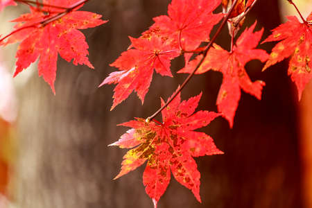 Background from bright autumn leaves of a mapleの写真素材