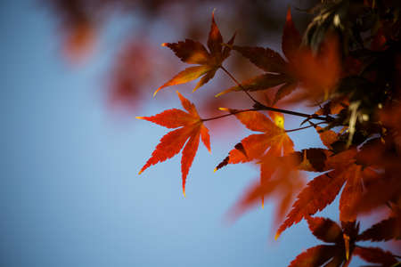 Background from bright autumn leaves of a maple