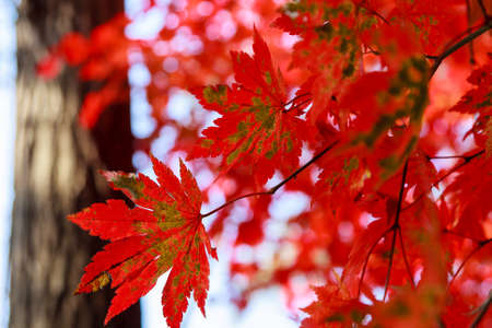 Red leaves of Korea maple. Natural autumn background. Bright maple tree.