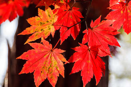 Red leaves of Korea maple. Natural autumn background. Bright maple tree.