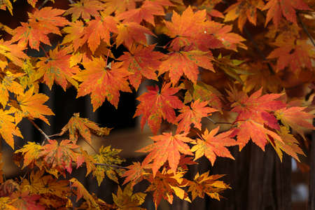 Red leaves of Korea maple. Natural autumn background. Bright maple tree.の写真素材
