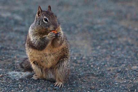 Squirrel eating a fruitの写真素材