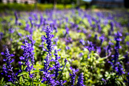 Lavendelの写真素材