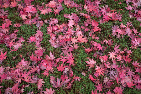 Red Maple Leavesの写真素材