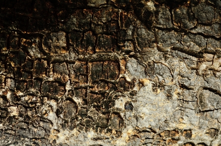 Old Aged Wood Textured Backgroundの写真素材