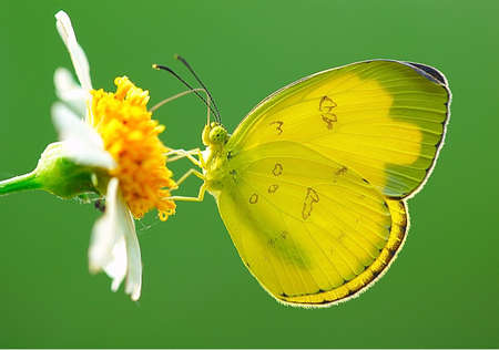 Butterfly & Flowerの写真素材